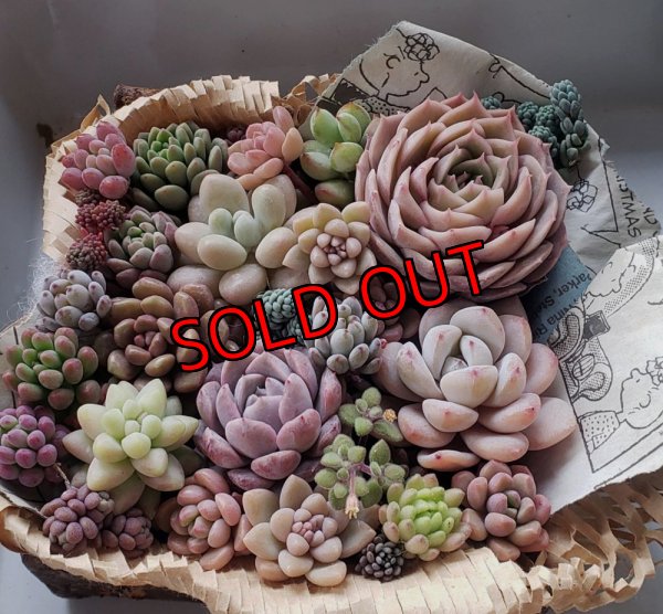 画像1: 寄せ植えセット-雫A（26-4）