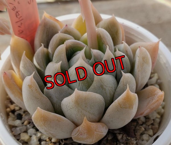 画像3: simulans,Laguna Sanchez ×ジョセリンのバラ/トット実生苗　2寸（26-4）