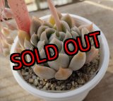 画像: simulans,Laguna Sanchez ×ジョセリンのバラ/トット実生苗　2寸（26-4）