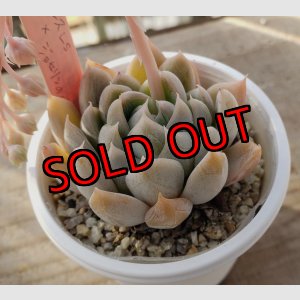 画像: simulans,Laguna Sanchez ×ジョセリンのバラ/トット実生苗　2寸（26-4）