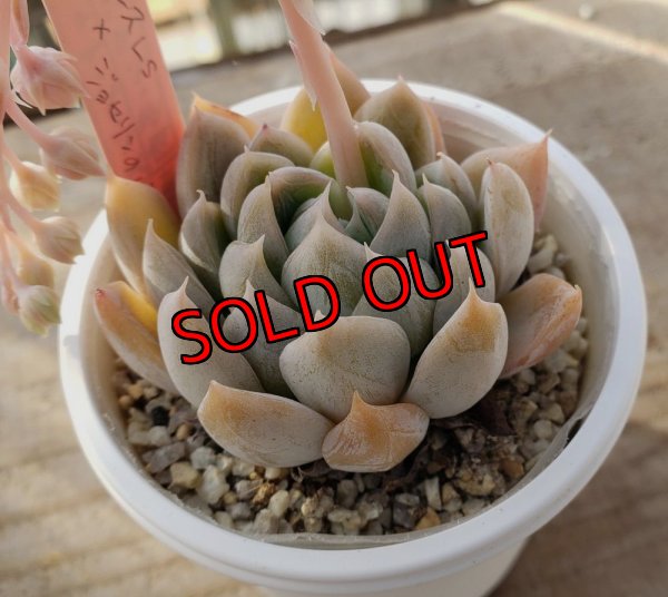 画像1: simulans,Laguna Sanchez ×ジョセリンのバラ/トット実生苗　2寸（26-4）