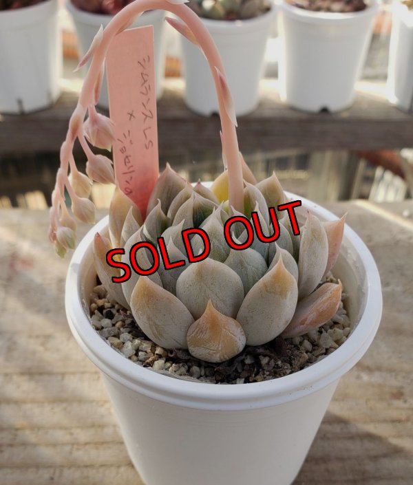 画像2: simulans,Laguna Sanchez ×ジョセリンのバラ/トット実生苗　2寸（26-4）