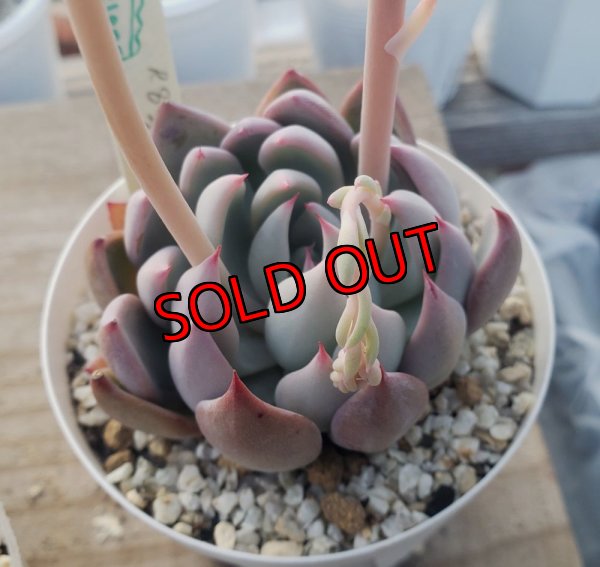 画像2: colorata f.brandtii×ザラゴーザspノバ/トット実生苗　2.5寸（26-4）