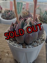 画像: colorata f.brandtii×ザラゴーザspノバ/トット実生苗　2.5寸（26-4）