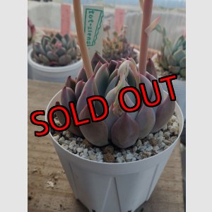 画像: colorata f.brandtii×ザラゴーザspノバ/トット実生苗　2.5寸（26-4）