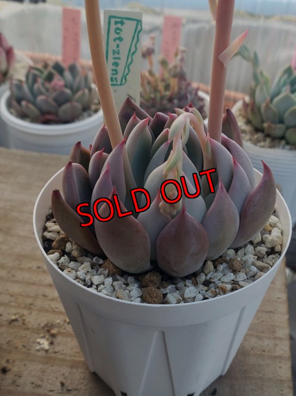 画像1: colorata f.brandtii×ザラゴーザspノバ/トット実生苗　2.5寸（26-4）