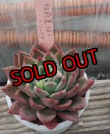 画像: 相府蓮（連）×ツルギダ（ケーレス）/トット実生苗　2.5寸（26-4）