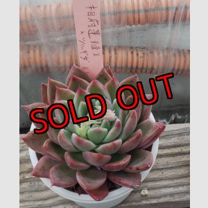 画像: 相府蓮（連）×ツルギダ（ケーレス）/トット実生苗　2.5寸（26-4）