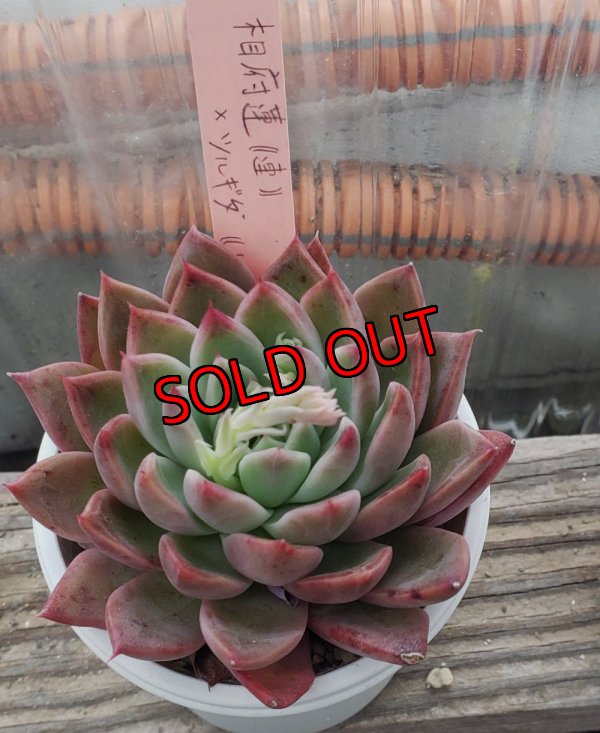 画像1: 相府蓮（連）×ツルギダ（ケーレス）/トット実生苗　2.5寸（26-4）