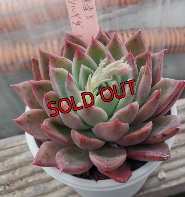 画像2: 相府蓮（連）×ツルギダ（ケーレス）/トット実生苗　2.5寸（26-4）