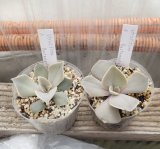 画像: strictiflora Bustamante/実生苗　2寸（26-4）