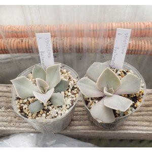 画像: strictiflora Bustamante/実生苗　2寸（26-4）