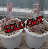 画像: ジョセリンのバラ×中里リンゼアナ/トット実生苗　2寸（26-4）