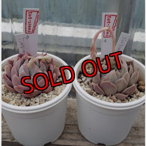 画像: ジョセリンのバラ×中里リンゼアナ/トット実生苗　2寸（26-4）