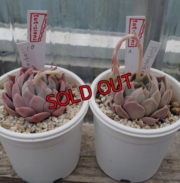 画像1: ジョセリンのバラ×中里リンゼアナ/トット実生苗　2寸（26-4）