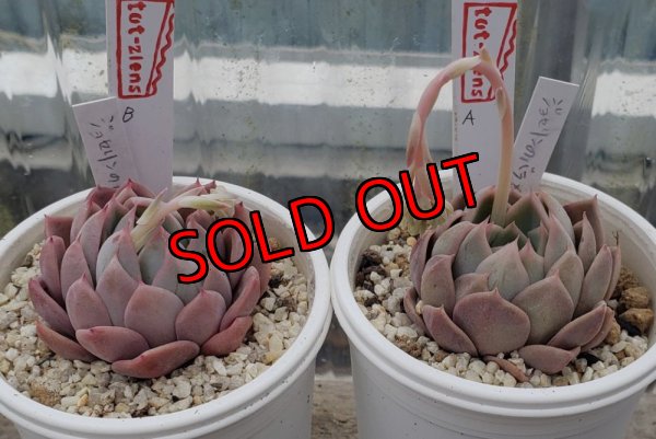 画像5: ジョセリンのバラ×中里リンゼアナ/トット実生苗　2寸（26-4）