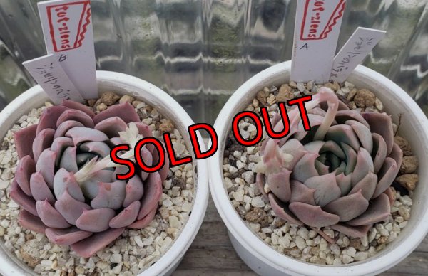 画像2: ジョセリンのバラ×中里リンゼアナ/トット実生苗　2寸（26-4）