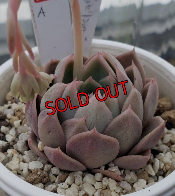 画像4: ジョセリンのバラ×中里リンゼアナ/トット実生苗　2寸（26-4）