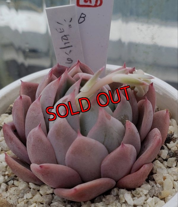 画像3: ジョセリンのバラ×中里リンゼアナ/トット実生苗　2寸（26-4）