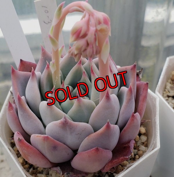 画像3: chihuahuaensis Yecora×colorata Atemajac/トット実生苗　2寸（26-4）