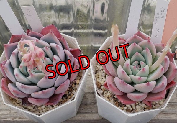 画像2: chihuahuaensis Yecora×colorata Atemajac/トット実生苗　2寸（26-4）