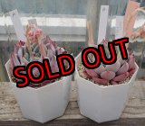 画像: chihuahuaensis Yecora×colorata Atemajac/トット実生苗　2寸（26-4）