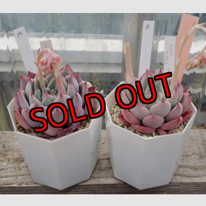 画像: chihuahuaensis Yecora×colorata Atemajac/トット実生苗　2寸（26-4）