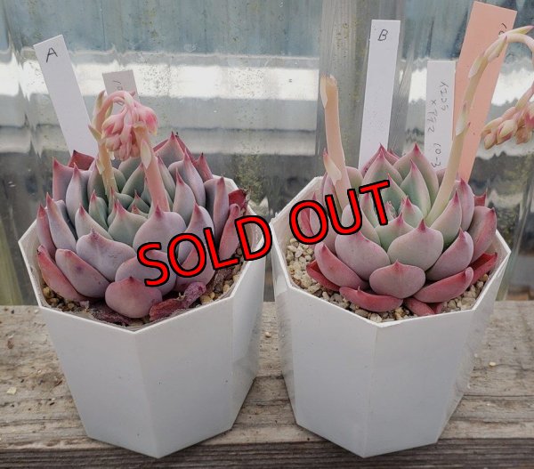 画像1: chihuahuaensis Yecora×colorata Atemajac/トット実生苗　2寸（26-4）