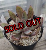 画像: バルシー×longissima/トット実生苗　2寸（26-4）