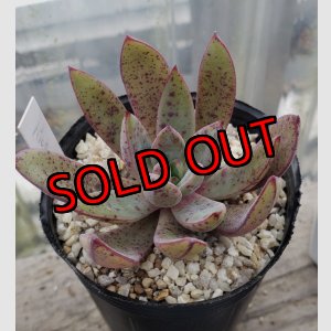 画像: バルシー×longissima/トット実生苗　2寸（26-4）