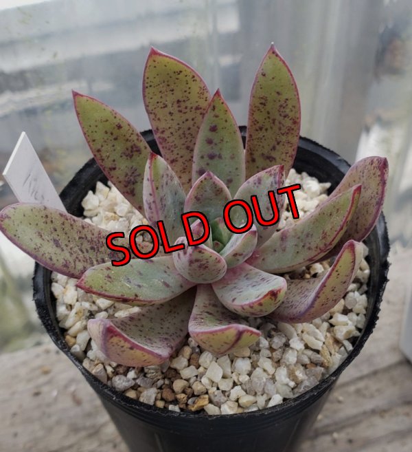 画像1: バルシー×longissima/トット実生苗　2寸（26-4）