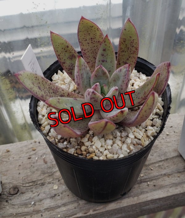 画像2: バルシー×longissima/トット実生苗　2寸（26-4）