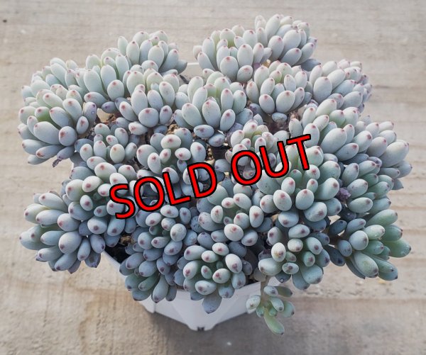 画像2: ブルービーン　2寸（26-4）