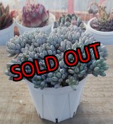 画像: ブルービーン　2寸（26-4）