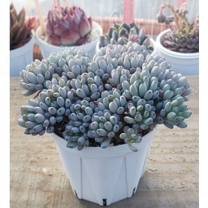 画像: ブルービーン　2寸（26-4）