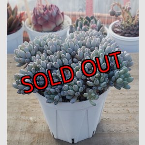 画像: ブルービーン　2寸（26-4）