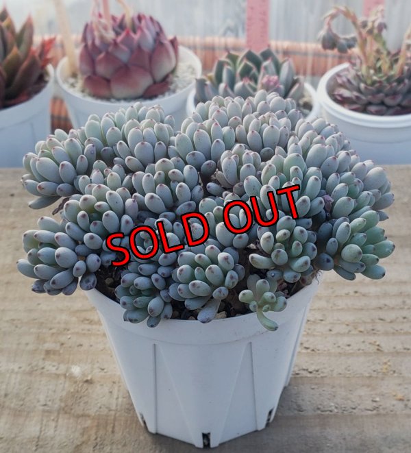 画像1: ブルービーン　2寸（26-4）