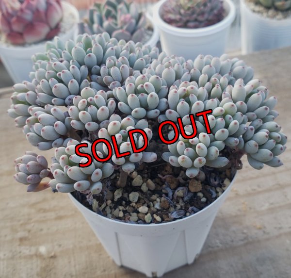 画像3: ブルービーン　2寸（26-4）