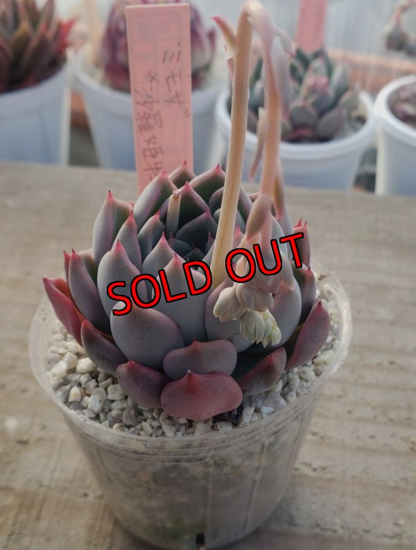 画像2: ミモザ×沙羅姫牡丹/トット実生苗　2寸（26-4）