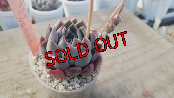 画像3: ミモザ×沙羅姫牡丹/トット実生苗　2寸（26-4）