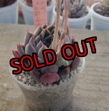 画像: ミモザ×沙羅姫牡丹/トット実生苗　2寸（26-4）