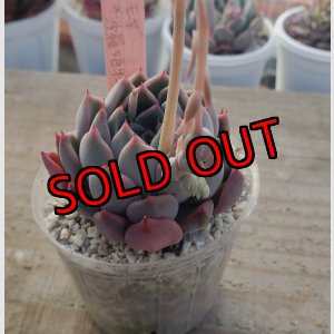 画像: ミモザ×沙羅姫牡丹/トット実生苗　2寸（26-4）