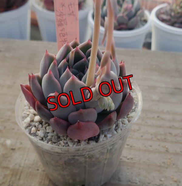 画像1: ミモザ×沙羅姫牡丹/トット実生苗　2寸（26-4）