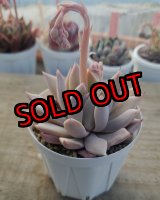 画像:  cuspidata San Roberto/実生苗　2寸（26-4）