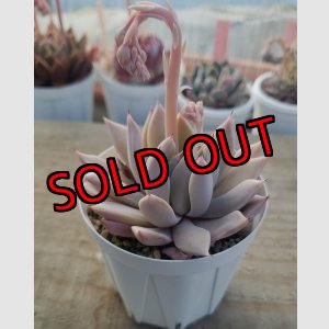 画像:  cuspidata San Roberto/実生苗　2寸（26-4）