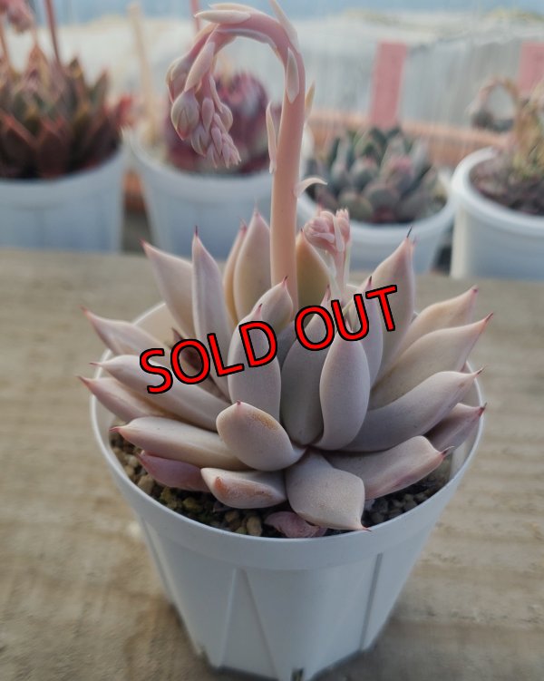 画像1:  cuspidata San Roberto/実生苗　2寸（26-4）