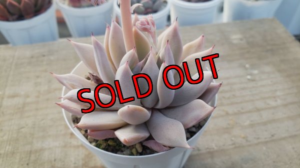 画像2:  cuspidata San Roberto/実生苗　2寸（26-4）