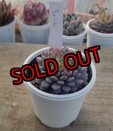 画像: ちょこん　クローン　2寸（26-4）