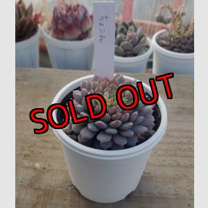 画像: ちょこん　クローン　2寸（26-4）