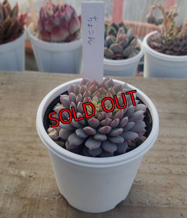 画像1: ちょこん　クローン　2寸（26-4）